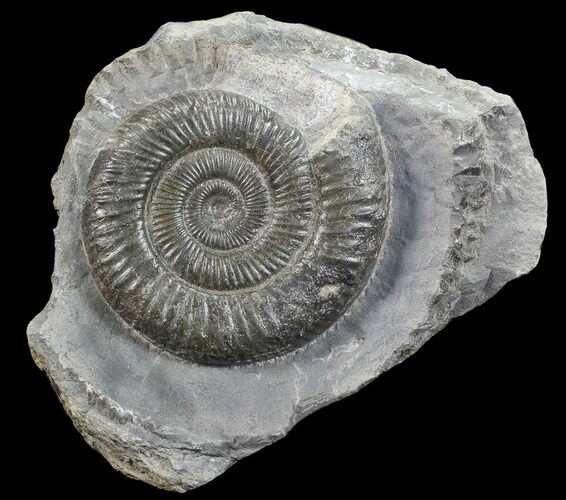 Dactylioceras Ammonite Stand Up - England #68138